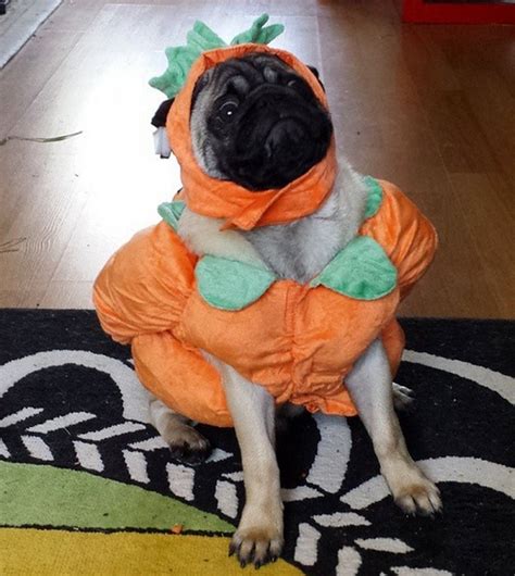 The 15 Most Important Pugs Of 2015