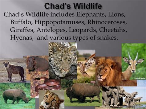 PPT - Chad’s Climate, Vegetation, Wildlife, and Natural Hazards. PowerPoint Presentation - ID ...