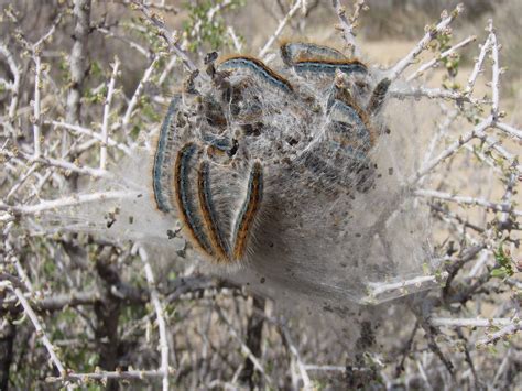 File:Western tent caterpillars Malacosoma californicum in Joshua Tree NP.jpg - Wikimedia Commons