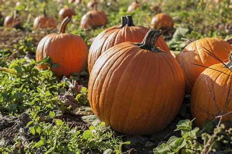 Western MA Farm Makes List of Top Ten Charming Pumpkin Patches