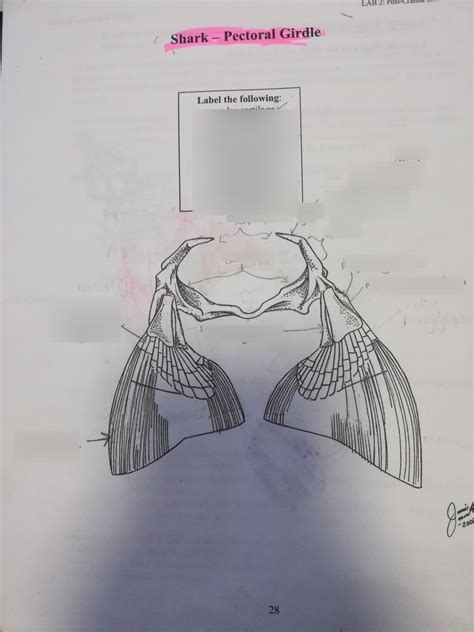 Lab 2: Shark Skeleton Diagram | Quizlet