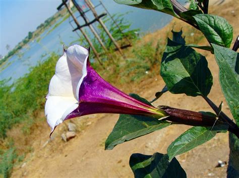 Datura Purple Flower · Free photo on Pixabay