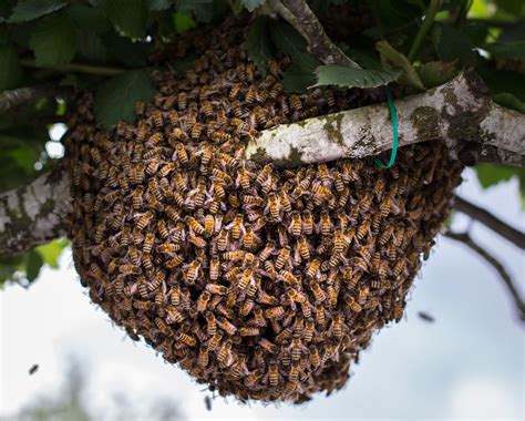 How to Catch a Bee Swarm And Install In Your Beehive – BeeBuilt