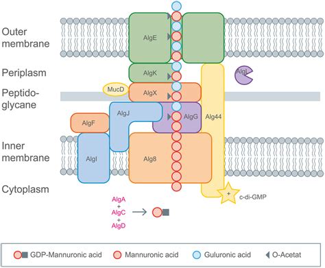 Comparison of the different gene clusters including functions of the... | Download Scientific ...