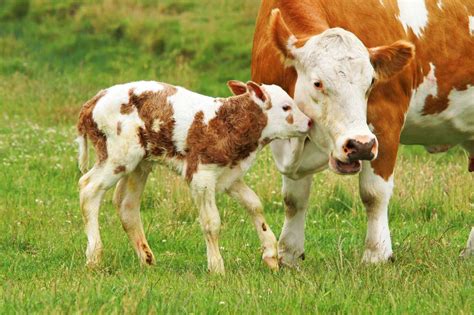 vaca y ternero - rompecabezas en línea