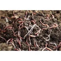 Vermicompost Worms at best price in Ghaziabad by Mehar Enterprises | ID: 24175077530