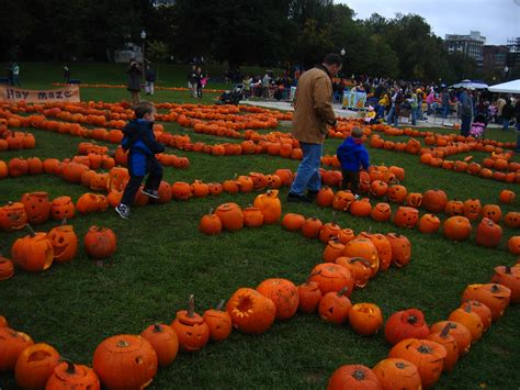 Pumpkin maze | Pumpkin maze and the Pumpkin Festival | kernsandcairns ...