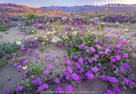 Nature Picture Library Desert landscape with flowering Sand verbena (Abronia), Desert gold ...