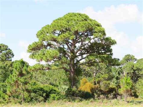 Pinus clausa -- Sand Pine Tree 7360 | High Ridge coastal scr… | Flickr