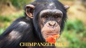 Chimpanzee Diet - Do Chimpanzees eat Meat? - Primates Park