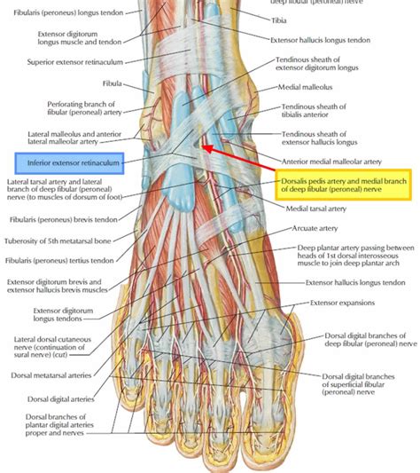 Tarsal tunnel syndrome symptoms, causes, diagnosis, prognosis & treatment