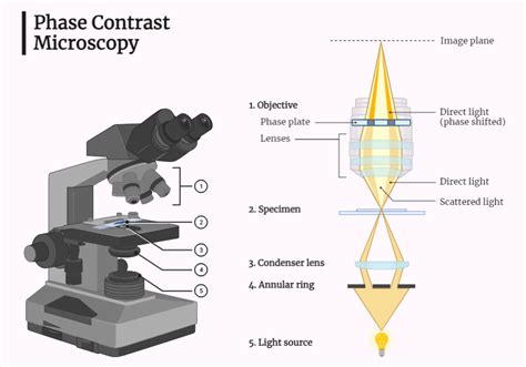 Phase Contrast Microscopy - Rethink Biology Notes - Microscopy