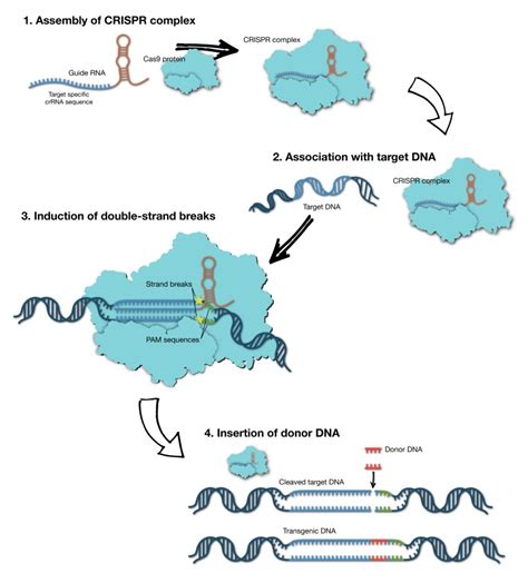 Figure 2: [Mechanism of CRISPR/Cas9 genome editing...]. - Assay Guidance Manual - NCBI Bookshelf