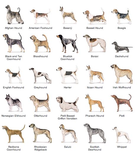 Akc Dog Breed List - Dog Breeds