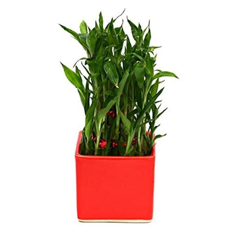 Bamboo In Ceramic Pot Plant Red Pot - Florists In India