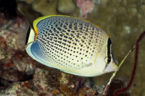 Spotted Butterflyfish (Chaetodon guttatissimus) - Spanglers' Scuba