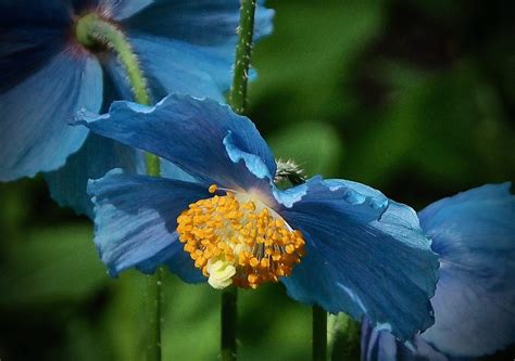 Blue Poppies - Close-Up Digital