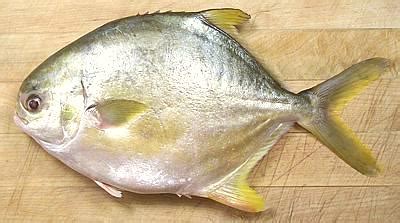 White Pomfret, Silver Pomfret, Pompano, Palmburo Fish – whats the difference? – Parsi Cuisine