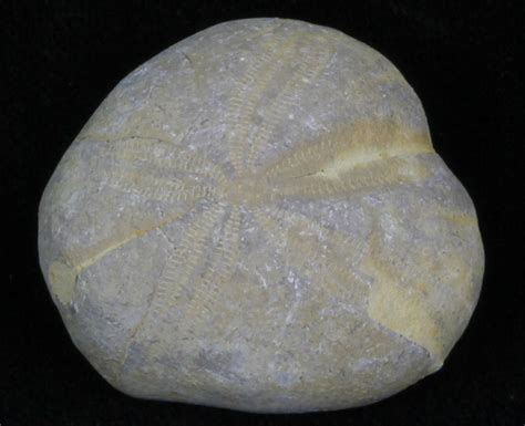 Small Fossil Echinoderms (Micraster) - Morocco For Sale - FossilEra.com