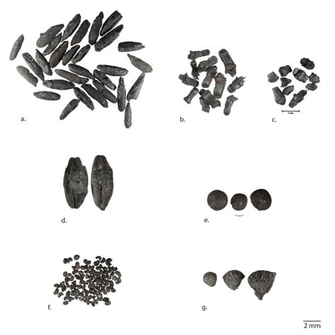 a. Secale sp. grains, b. Secale sp. spiklet bases, wild type (smooth... | Download Scientific ...