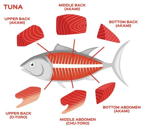 Tuna Fish Anatomy