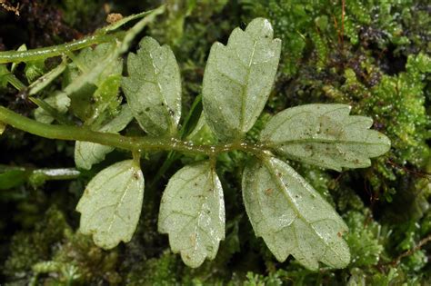 Elatostema delicatum (Urticaceae) image 46090 at PhytoImages.siu.edu