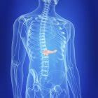 Illustration of visible pancreas and organs in human body silhouette. — transparent, Front View ...