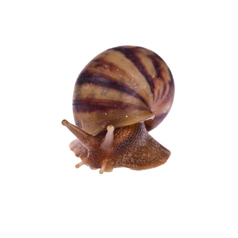 Snail Amphidromus Isolated On White Wildlife Nature Slow, Wildlife, White, Isolated PNG ...