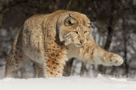 Snow, paw, large, lynx, wild cat, HD wallpaper | Wallpaperbetter