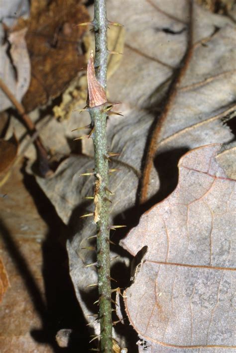 identification - Controlling a thorny vine in a wooded area - Gardening ...