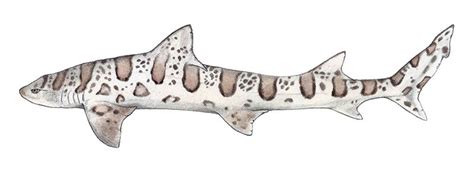 Lucy Conklin Illustration: Leopard Shark | Shark drawing, Shark illustration, Leopard shark