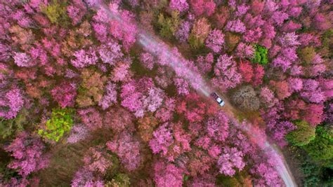 Himalayan flower Stock Video Footage - 4K and HD Video Clips | Shutterstock