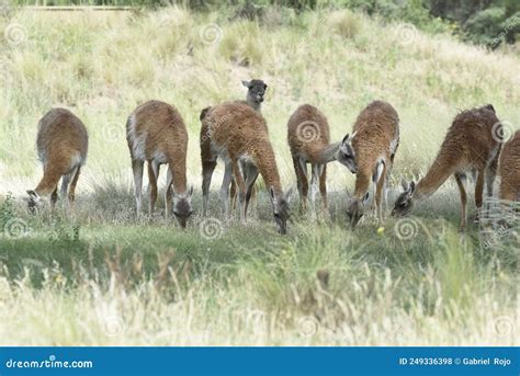 Lama Animal, , in Pampas Grassland Environment, La Pampa Province ...