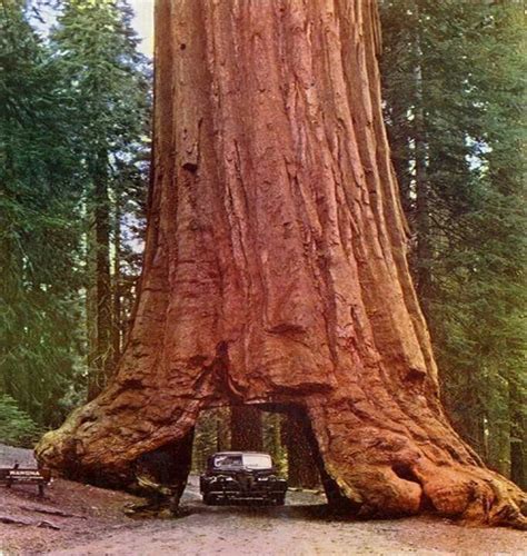 Redwood trees in California | Unusual things | Pinterest