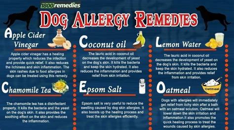 Dog allergy remedies Dog Allergies Remedies, Pet Remedies, Asthma Remedies, Natural Remedies For ...