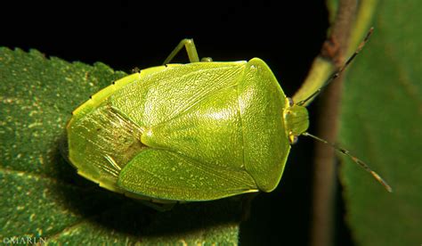 Green Stink Bug - North American Insects & Spiders