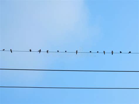 Many birds on power lines stock image. Image of power - 262790339