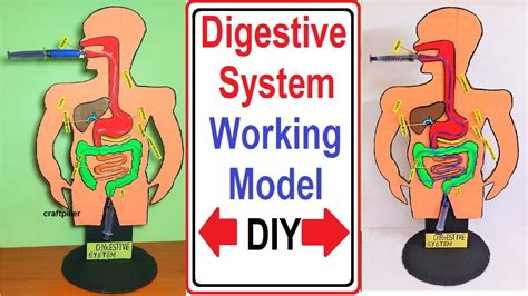 digestive system working model science project for exhibition - simple ...