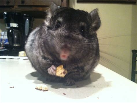 a close up of a rodent eating food on a table