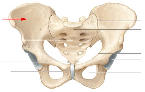 Define the Skeletal Anatomy of Pelvic Girdle Flashcards Flashcards by ProProfs