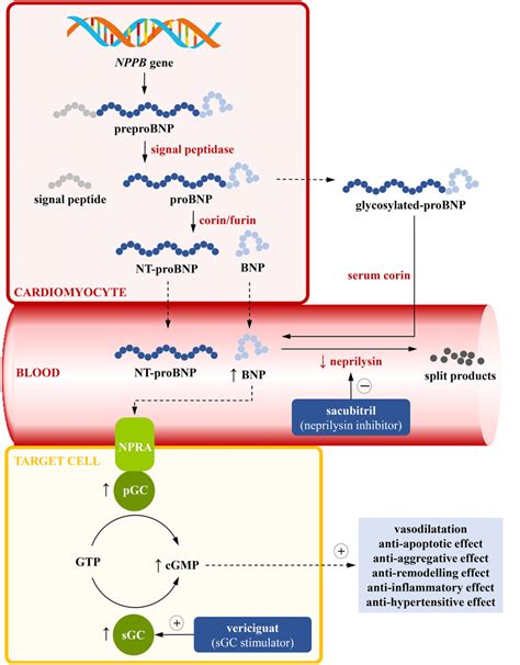 Pathways of synthesis and release of B-type natriuretic peptide and a... | Download Scientific ...