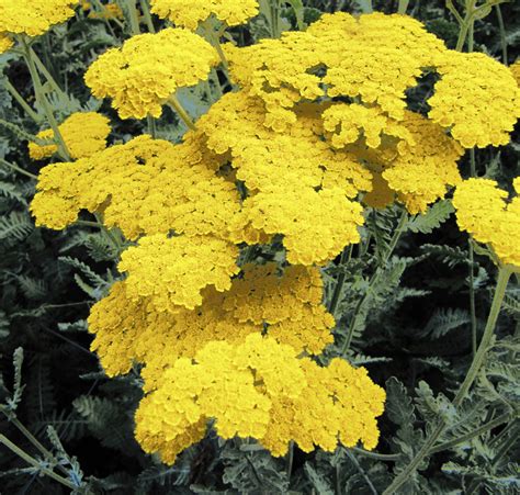 Achillea clypeolata MOONSHINE YARROW - SeedScape