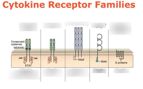 Cytokine Receptor Families Diagram | Quizlet