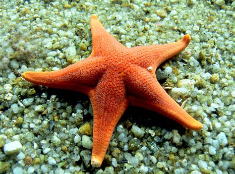 Top 5 Predators of Starfish that Eat Starfish - toplist.info