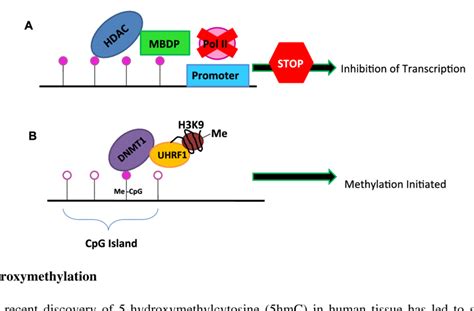 (A) Model of inhibition of transcription by methylation of CpG islands... | Download Scientific ...