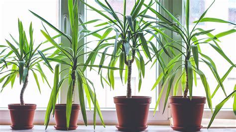 Dracaena propagation tips: how to get more dragon plants | Gardeningetc