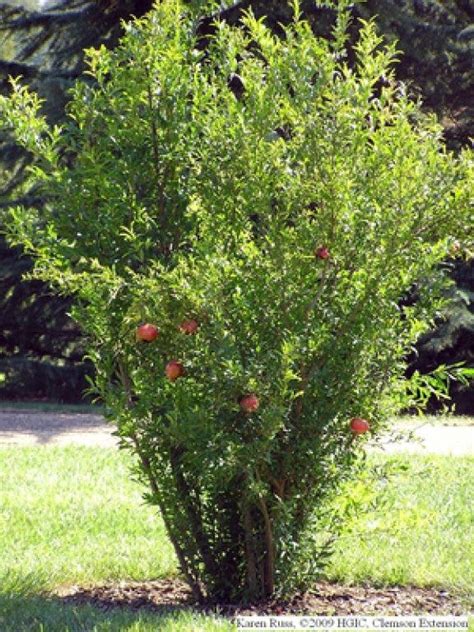 Pomegranate Tree: Attractive, Edible Landscape | St. Pete, FL Patch