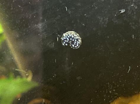 Are these bladder snail eggs, or ramshorn? I have both in the tank and honestly don’t know the ...