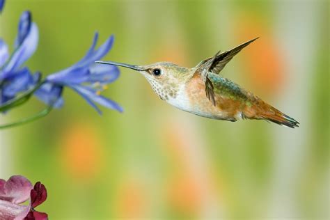 Roy Dunn - Hummingbirds in Nature