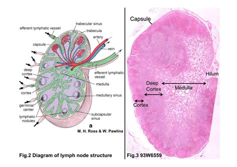 Block2/Fig.2 Diagram of lymph node structure.